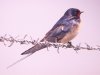 Swallow at Fleet Head (Steve Arlow) (55345 bytes)